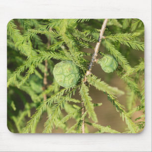 Bald Cypress Seed Cone Mouse Pad