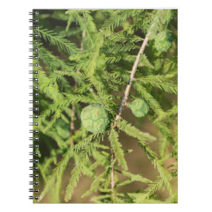 Bald Cypress Seed Cone Spiral Notebook