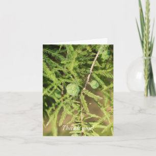 Bald Cypress Seed Cone Thank You Card