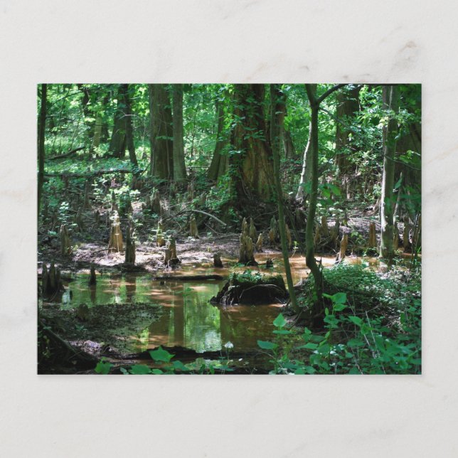 Bald Cypress Swamp post card (Front)