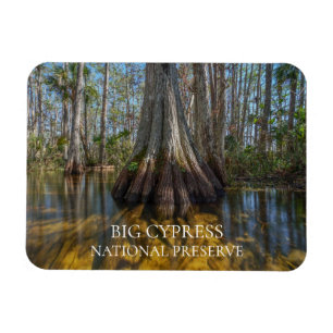 Bald Cypress Tree in Swamp, Big Cypress Preserve Magnet