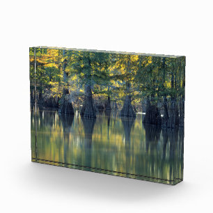 Bald Cypress Trees   Horseshoe Lake Illinois Photo Block