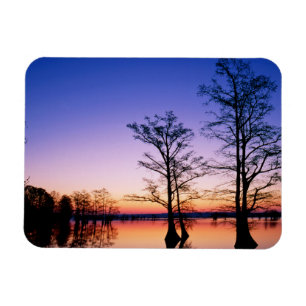 Bald Cypress Trees   National Wildlife Refuge, TN Magnet