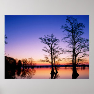 Bald Cypress Trees   National Wildlife Refuge, TN Poster