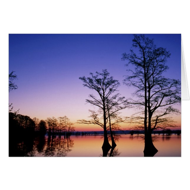 Bald cypress trees silhouetted at sunset, (Front Horizontal)