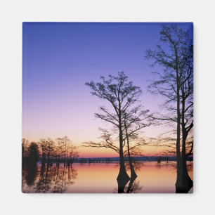 Bald cypress trees silhouetted at sunset, magnet