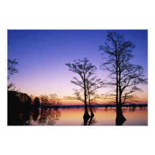 Bald cypress trees silhouetted at sunset, photo print