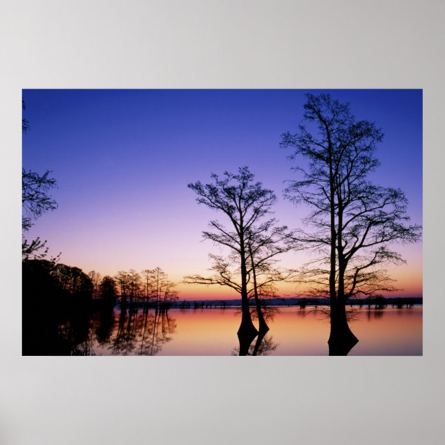 Bald cypress trees silhouetted at sunset, poster (Front)