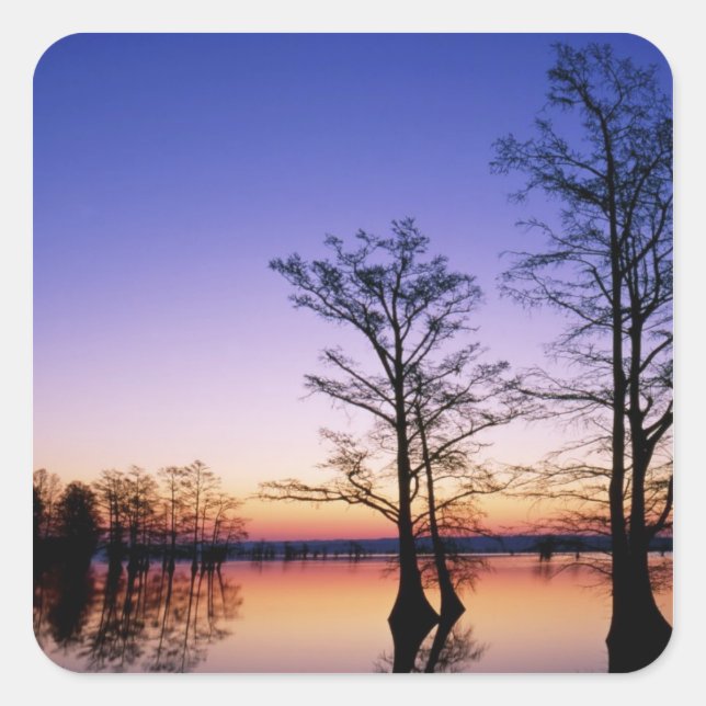 Bald cypress trees silhouetted at sunset, square sticker (Front)