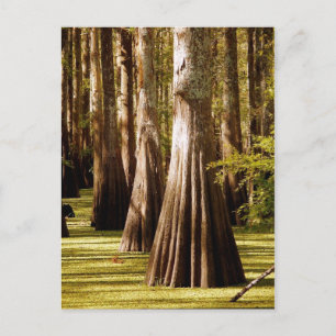Bald Cypress Trees with Buttress Trunks Postcard