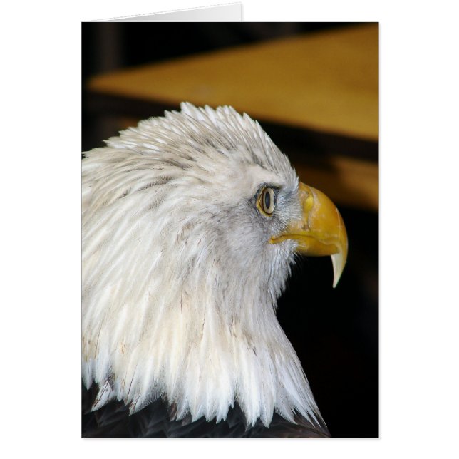 Bald Eagle (Front)