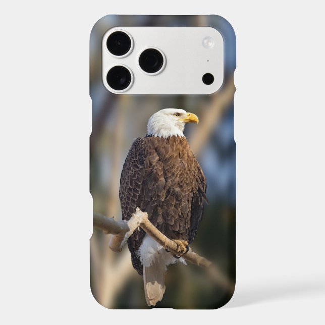 Bald Eagle (Back)