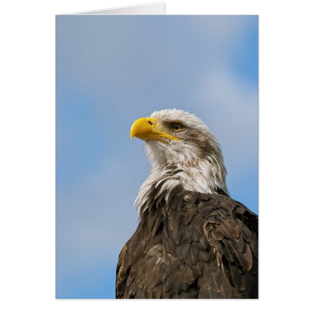 Bald Eagle (Front)