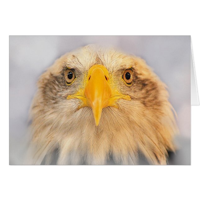 Bald Eagle (Front Horizontal)