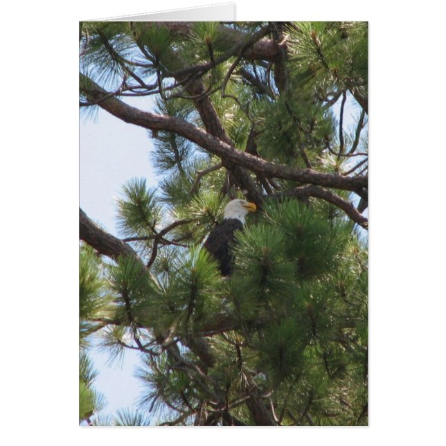 Bald Eagle (Front)