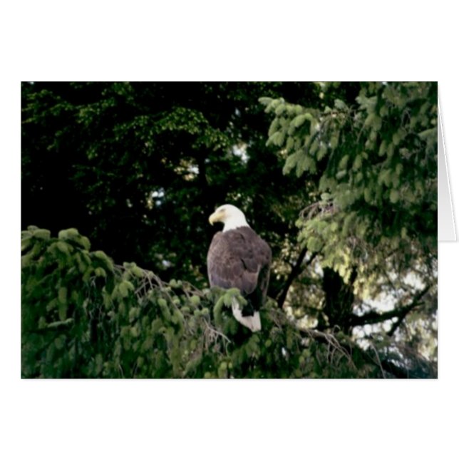 Bald Eagle (Front Horizontal)