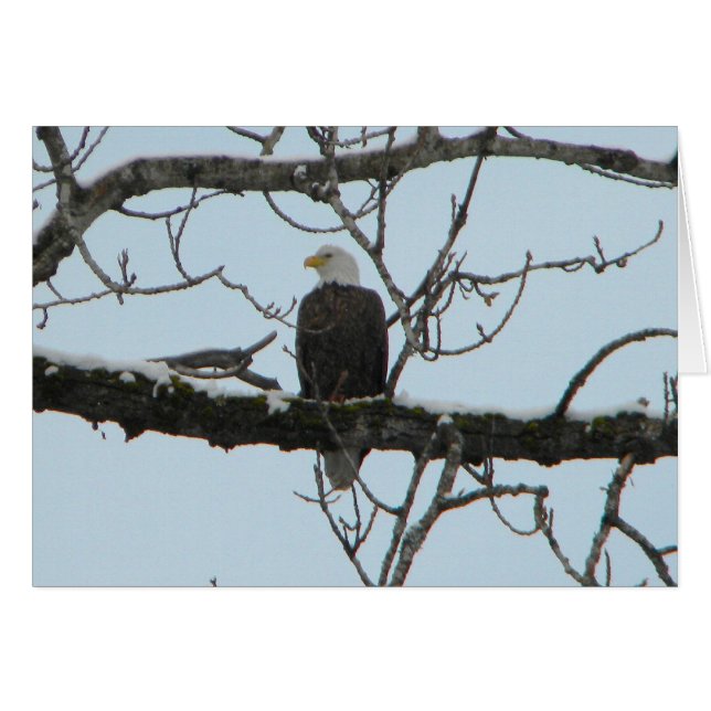 Bald Eagle (Front Horizontal)