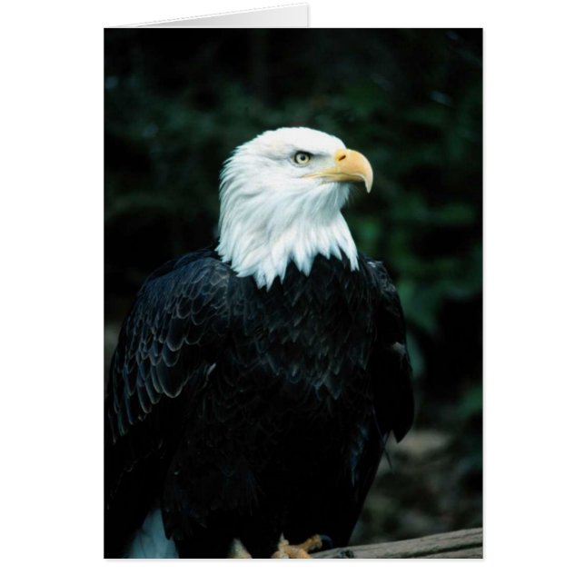 Bald Eagle (Front)