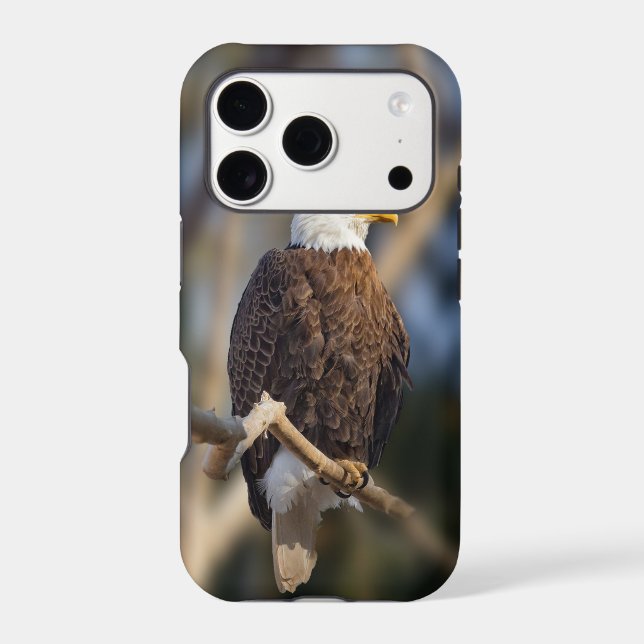 Bald Eagle (Back)