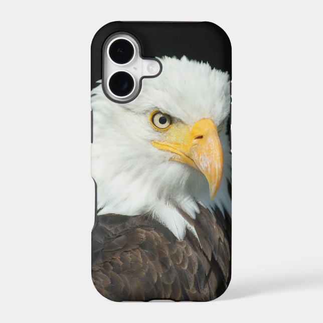 Bald Eagle (Back)