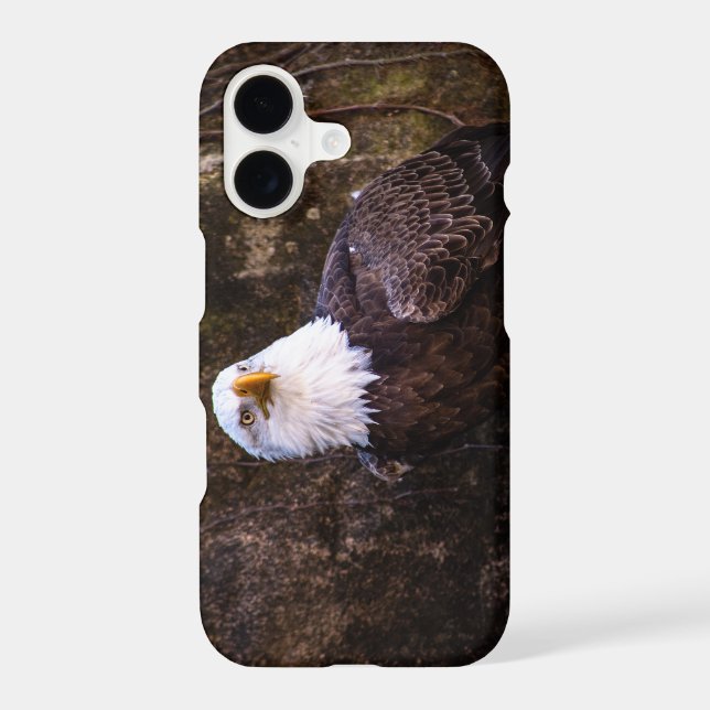 Bald Eagle (Back)