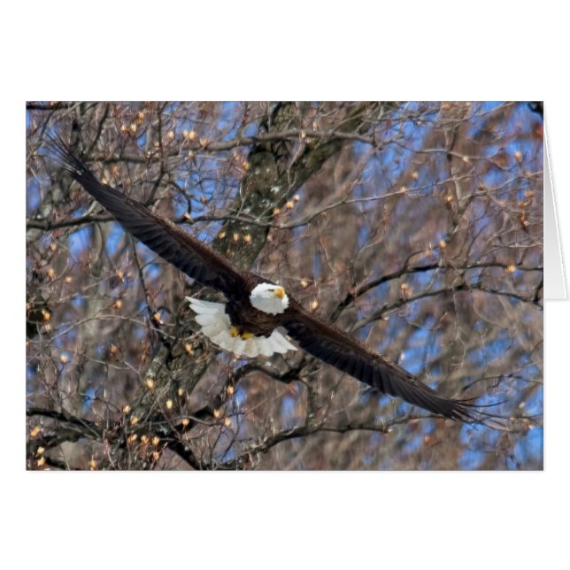Bald Eagle (Front Horizontal)