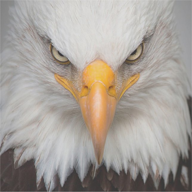 Bald Eagle (Front)