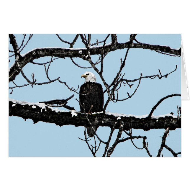 Bald Eagle (Front Horizontal)
