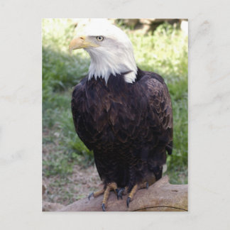 bald eagle4x6 postcard