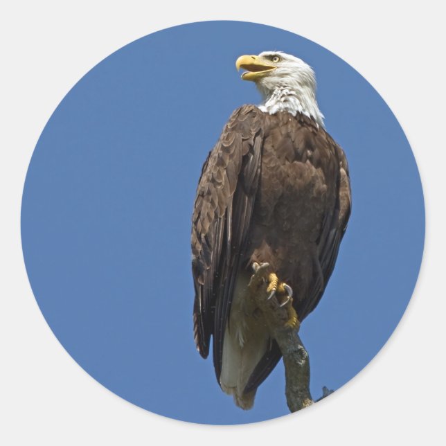 Bald Eagle 4 Classic Round Sticker (Front)