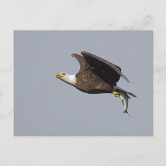 Bald Eagle 9 Postcard