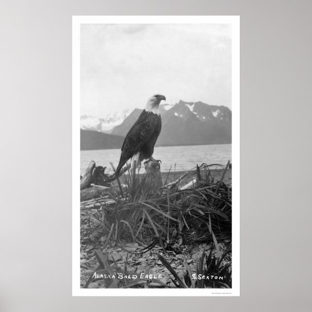 Bald Eagle Alaska 1920 Poster (Front)