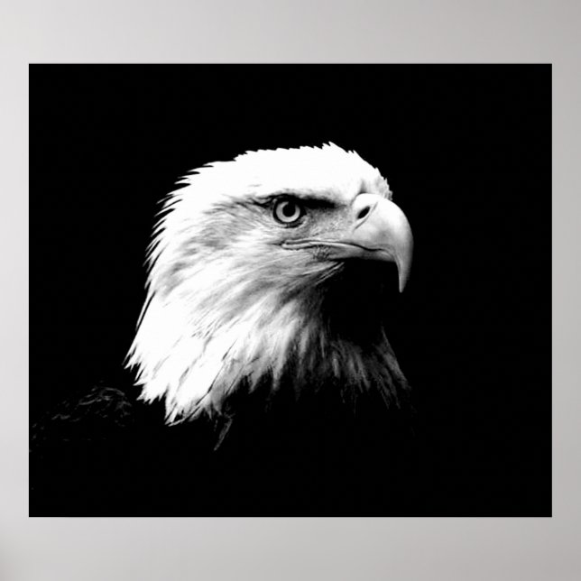 Bald Eagle American Eagle Poster Print (Front)