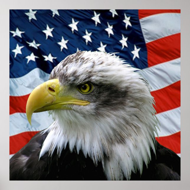 Bald Eagle American Flag Print (Front)