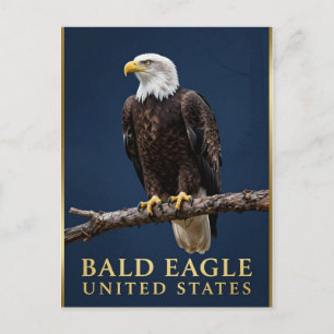 🦅 Bald Eagle American Wilderness Postcard