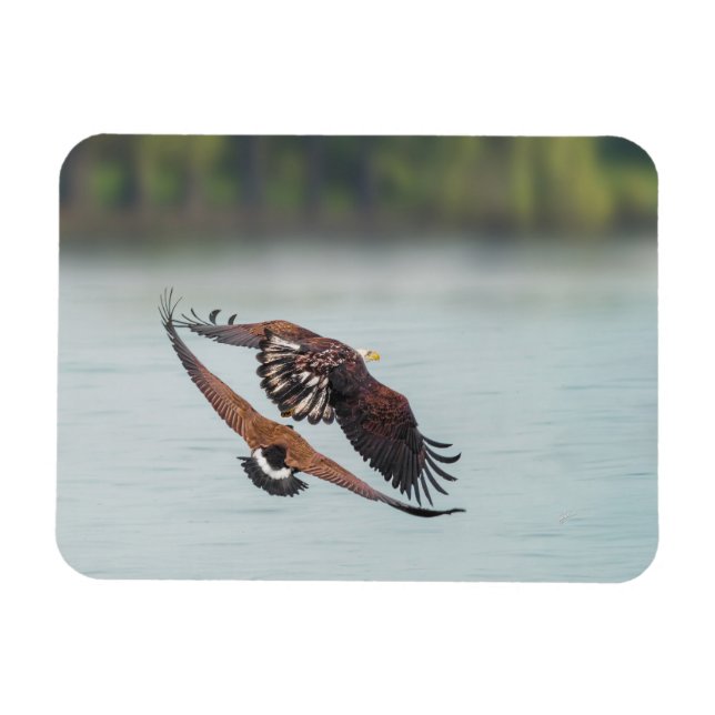 Bald Eagle and Goose Wildlife Photo Magnet (Horizontal)