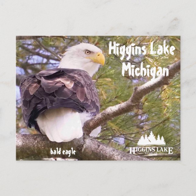 Bald eagle at Higgins Lake, Michigan Holiday Postcard (Front)