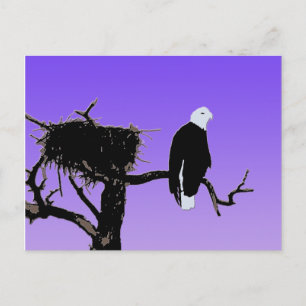 Bald Eagle at Sunset  - Original Wildlife Art Postcard