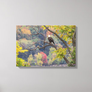 Bald Eagle Autumn Canvas Print