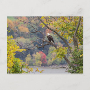 Bald Eagle Autumn Postcard