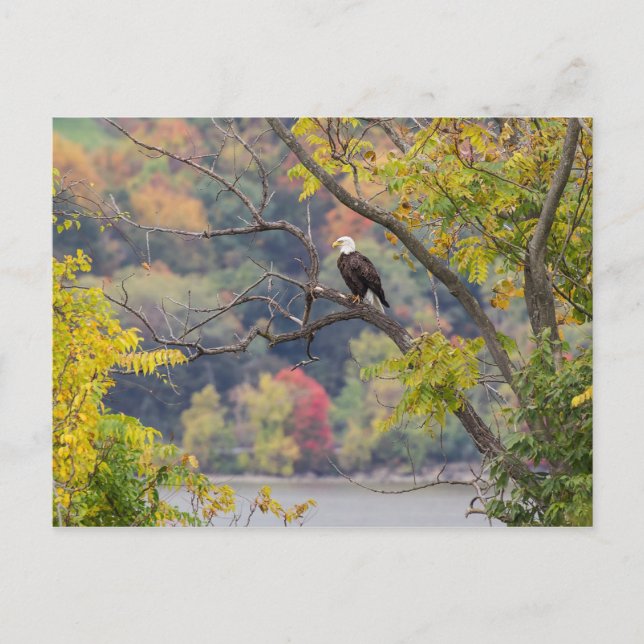 Bald Eagle Autumn Postcard (Front)