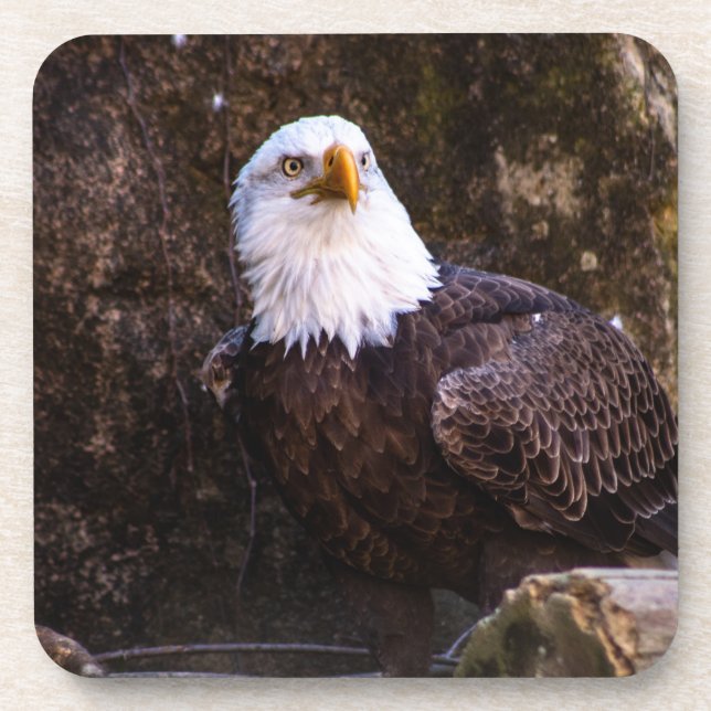 Bald Eagle Beverage Coaster (Front)