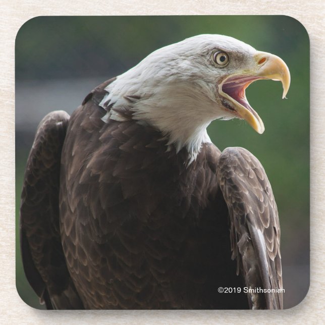 Bald Eagle Calling Coaster (Front)