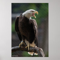 Bald Eagle Calling