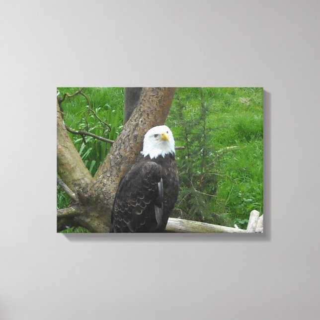 Bald Eagle Canvas Print (Front)