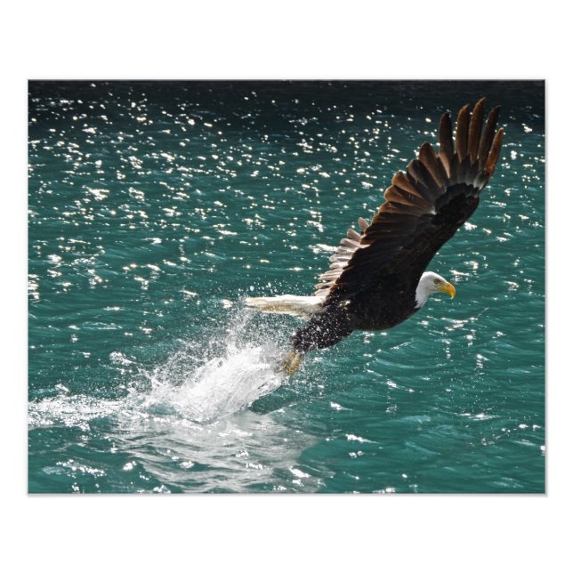Bald Eagle Catching a Fish Photo Print (Front)