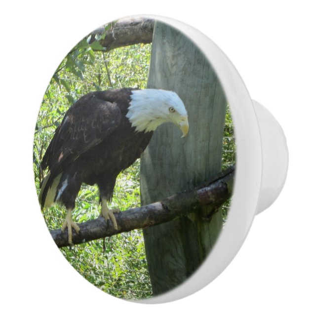 Bald Eagle Ceramic Knob (Right)