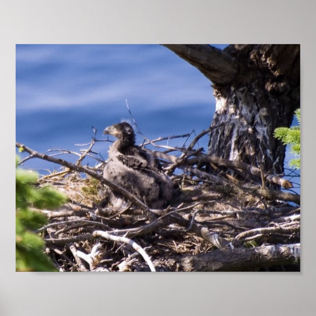 Bald Eagle Chick - Fine Art Prints (Front)