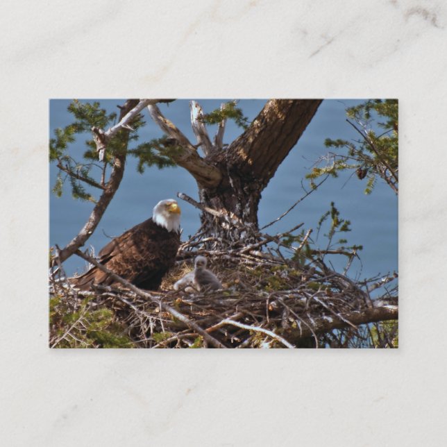 Bald Eagle Chicks - Business Card (Front)