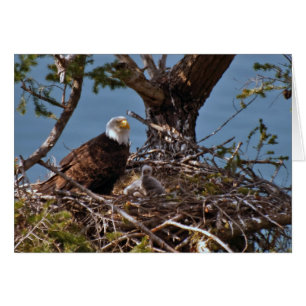 Bald Eagle Chicks - Card